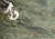 Cerrad 5903313331159 wizual. BudoHurt.com Łódź.jpg